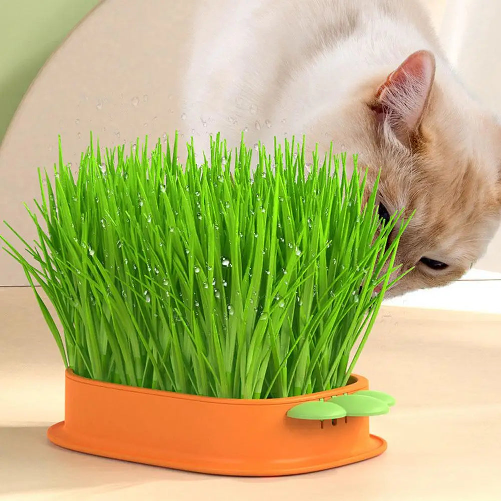 Seedling Tray Soilless Cat Plant Pot Creative Carrot Planter