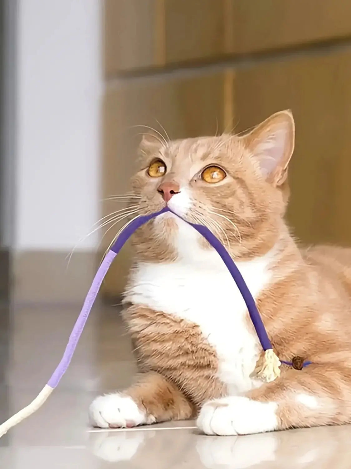 Cat Toys Interactive Molar Cotton Rope Toys 